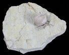 Blastoid (Pentremites) Fossil - Illinois #60111-1